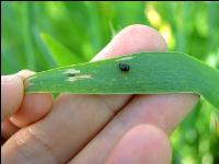 Cereal leaf beetle larva 2