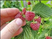 Himbeeren 10