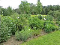Kräutergarten 5