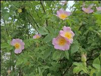 Heckenrose 6
