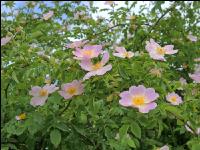Heckenrose 7