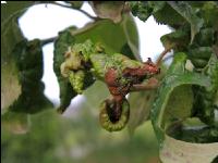 Apfelbaum Blattläuse 1