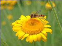 Schwebfliegen 1