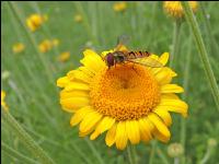 Schwebfliegen 2