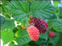 Taybeeren 3