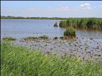 Neusieldersee 2