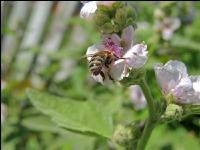 Bienen Sommer 4