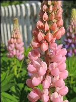 Lupinen 5