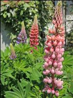 Lupinen 6
