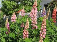 Lupinen 3