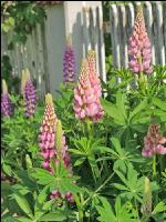 Lupinen 4