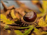 Kastanie Frucht 3