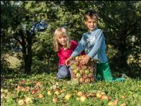 Mostapfel klauben 36