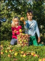 Mostapfel klauben 34