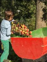 Mostapfel klauben 32
