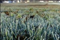 Mist auf frostige Wiese 21