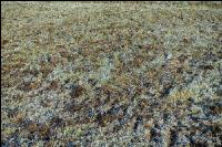 Mist auf frostige Wiese 18