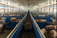 Schweinemaststall 1