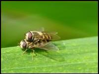 Schwebfliegen Paarung