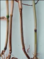Fusarium Halmknoten 1