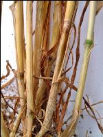 Fusarium Halmknoten 3