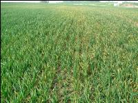 pH-Wert zu niedrig Weizen 5