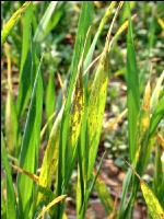 pH-Wert zu niedrig Weizen 2