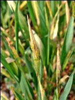 pH-Wert zu niedrig Weizen 1