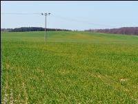 Schwefelmangel Getreide