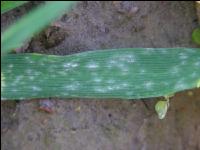Echter Mehltau Blatt