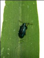 Blaues Getreidehähnchen