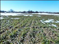Winterweizen Schnee Sc