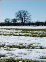 Getreide Schneeschmelze 3
