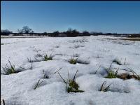 Getreide Schneeschmelze 4