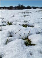 Getreide Schneeschmelze 5