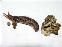 Getreide Ackerschnecken 1