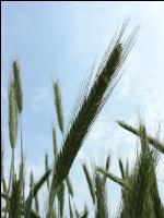 Mutterkorn Honigtau St