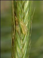 Mutterkorn Honigtau St