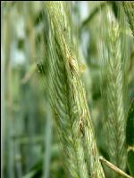 Mutterkorn Honigtau St