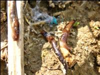 Getreide Ackerschnecken 6
