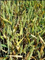 Weizen Rhizoctonia 4