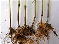 Getreide Rhizoctonia 1