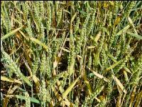 Weizen Rhizoctonia 1