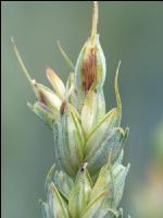 Weizen Pseudo Black Chaff 7