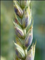Weizen Pseudo Black Chaff 6