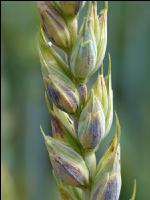 Weizen Pseudo Black Chaff 5