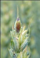 Weizen Pseudo Black Chaff 4