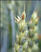 Weizen Pseudo Black Chaff 2