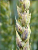 Weizen Pseudo Black Chaff 1