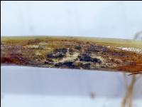 Getreide Rhizoctonia 4